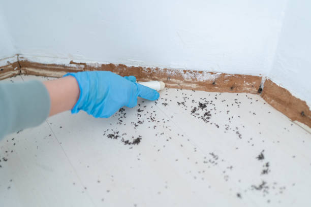 Best Affordable Pest Control Services  in Poncha Springs, CO